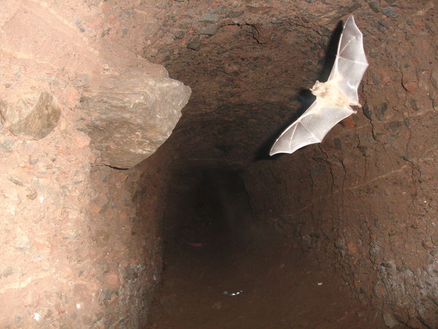 Volando libremente en su refugio